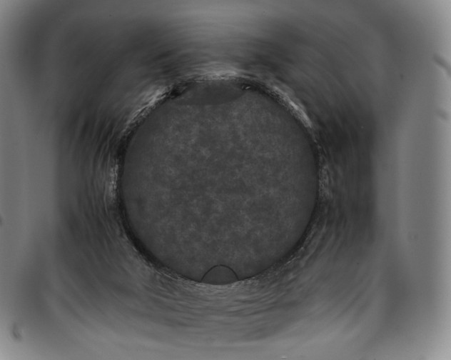 X0000096650018200802191253