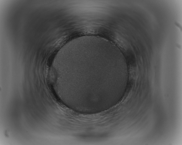 X0000096650029200802191253