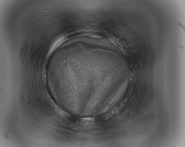 X0000096650053200802191252