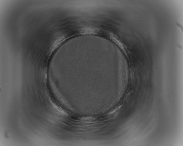 X0000096650059200802191252