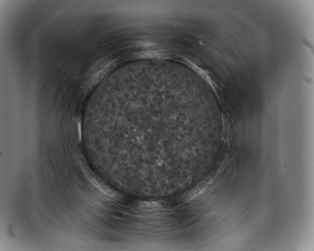 X0000096650061200802191252