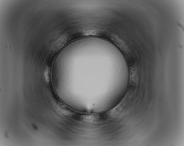 X0000096650074200802191252