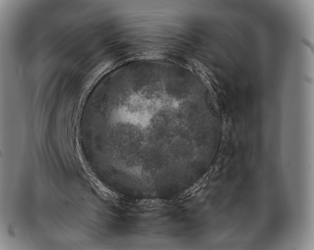 X0000096650145200802191251