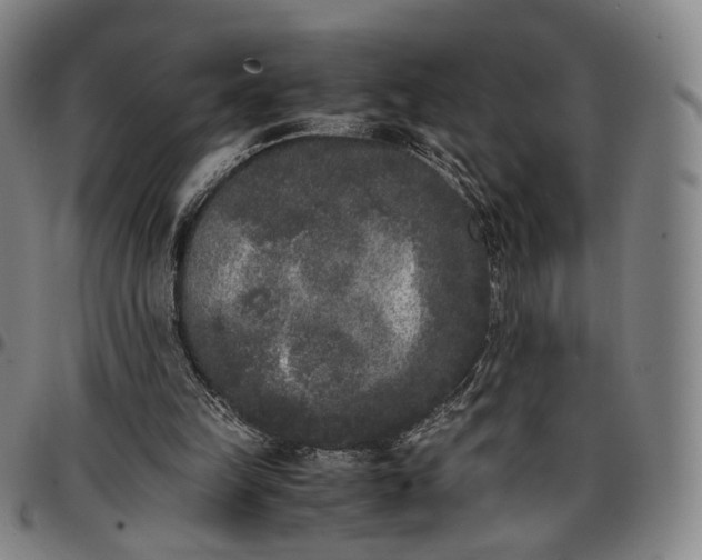 X0000096650149200802191251