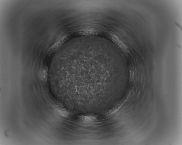 X0000096650165200802191251