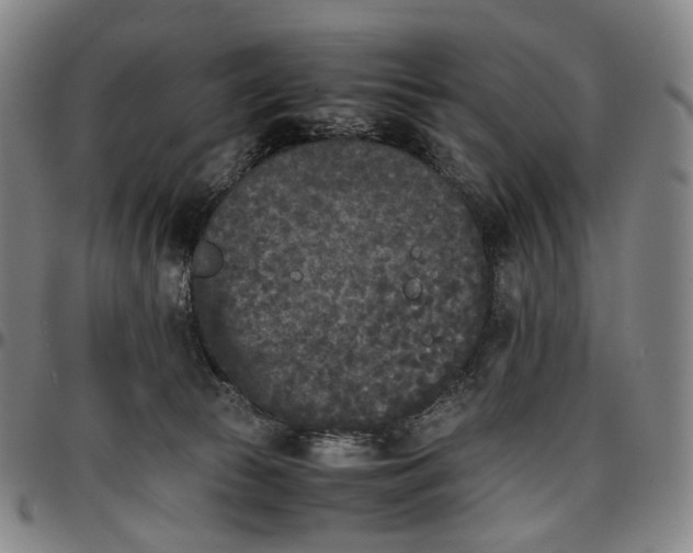 X0000096650177200802191251