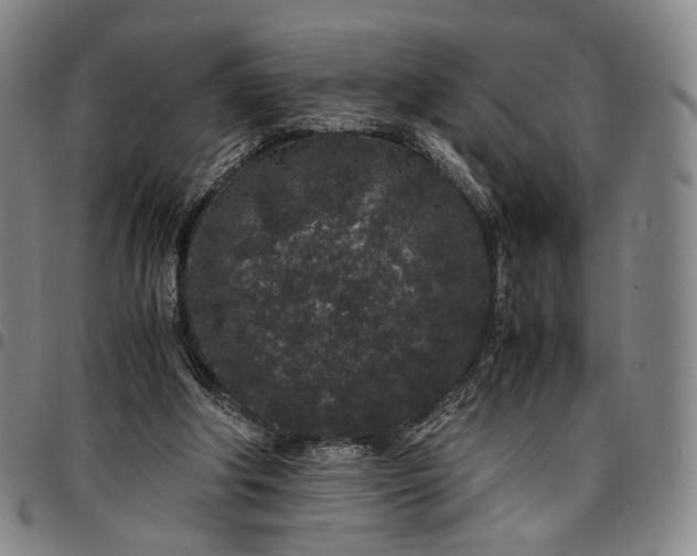 X0000096650202200802191250