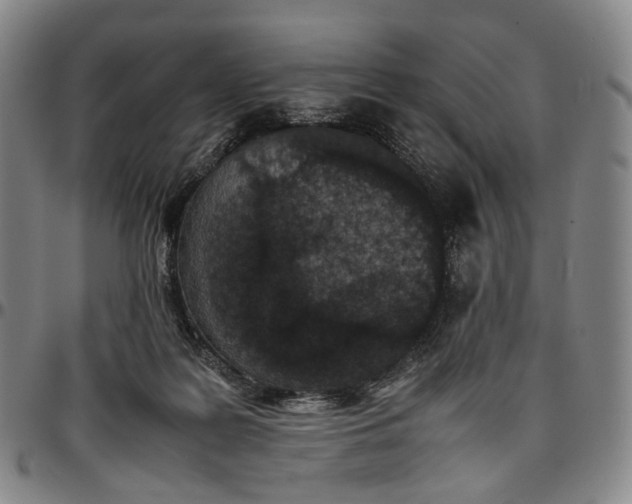 X0000096650219200802191250