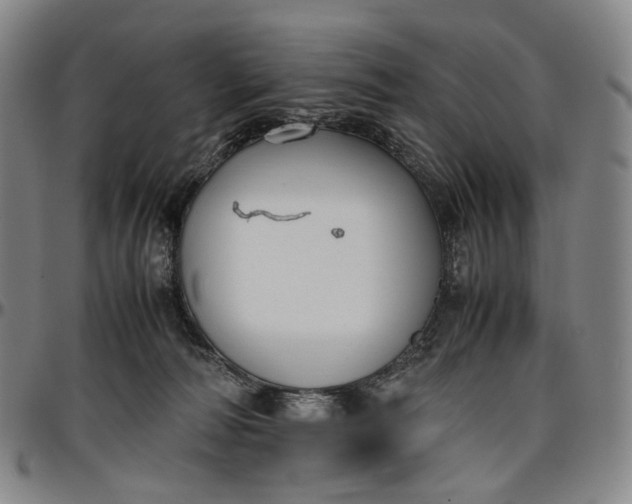 X0000096650226200802191250