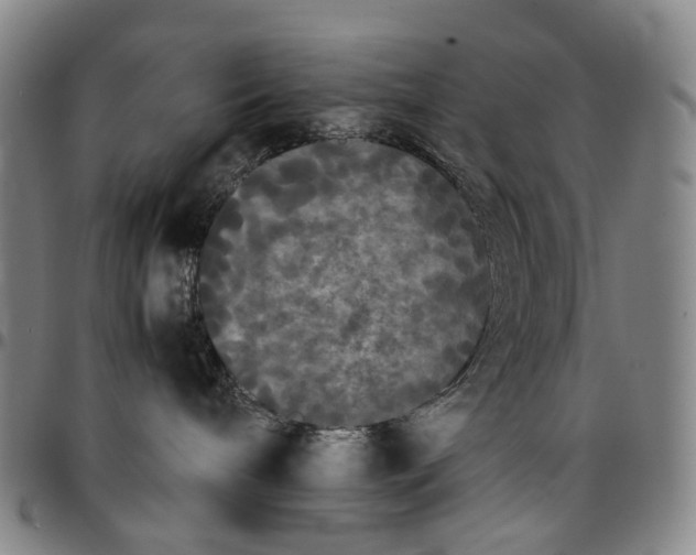 X0000096650240200802191250