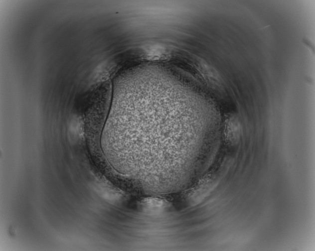 X0000096650272200802191250