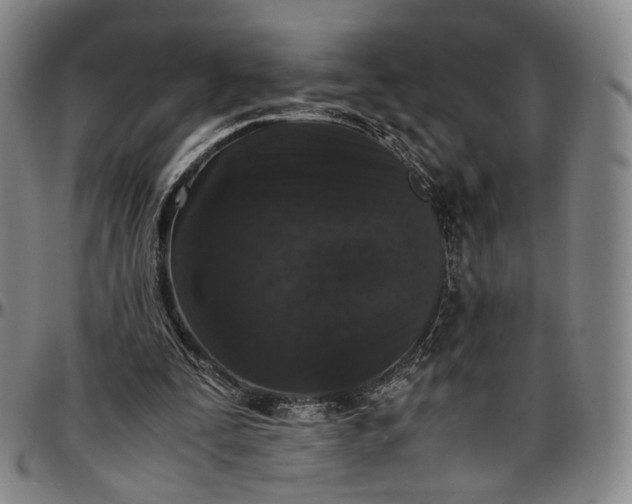 X0000096650295200802191249