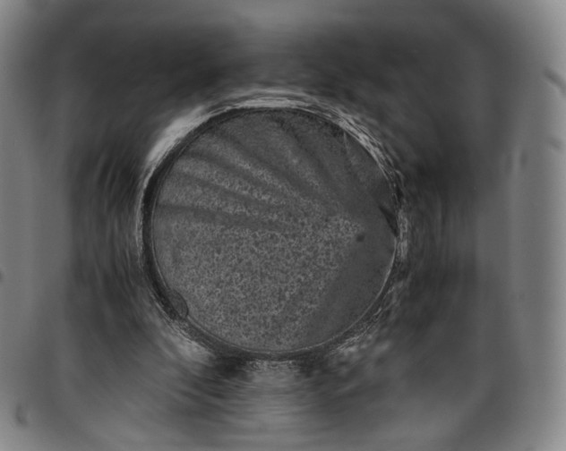 X0000096650296200802191249