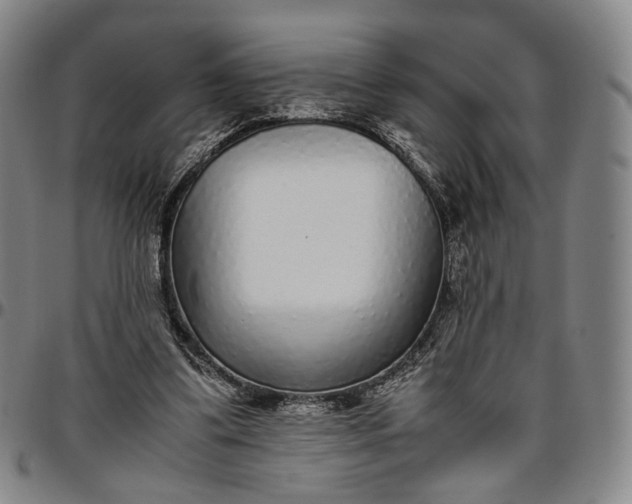 X0000096650299200802191249