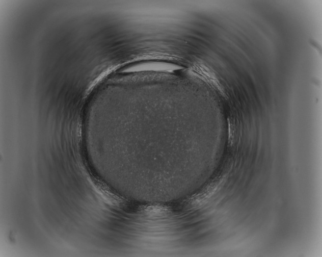 X0000096650348200802191248