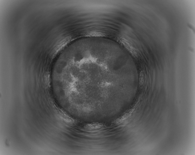 X0000096650351200802191248
