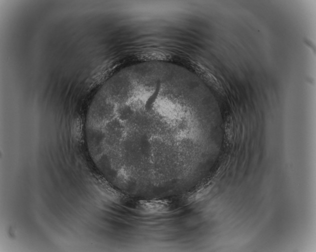 X0000096650359200802191248