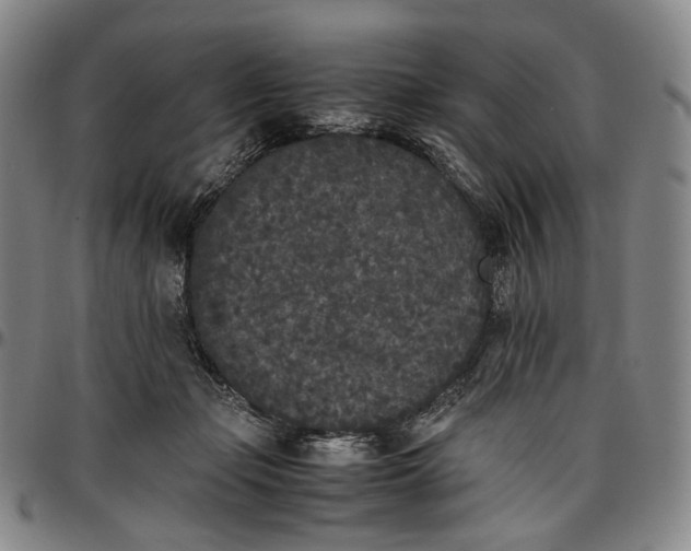 X0000096650365200802191248