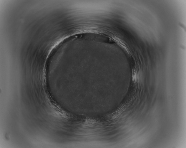 X0000096650388200802191247