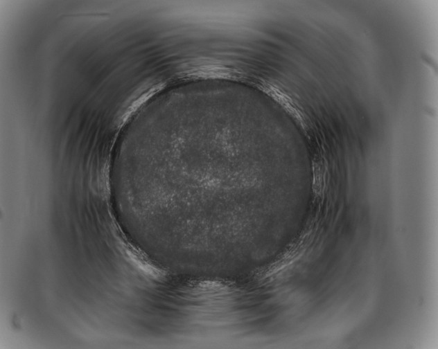 X0000096650390200802191247