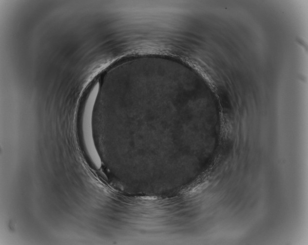 X0000096650391200802191247
