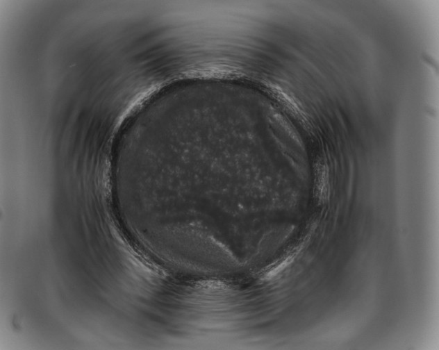 X0000096650392200802191247
