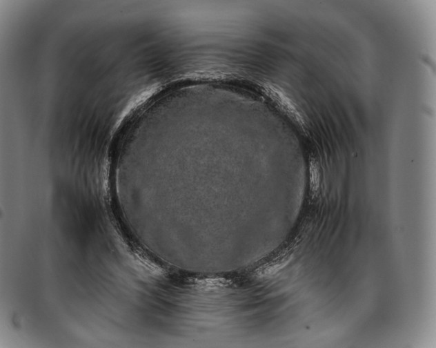 X0000096650396200802191247