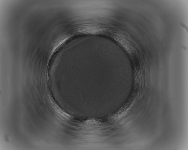 X0000096650399200802191247