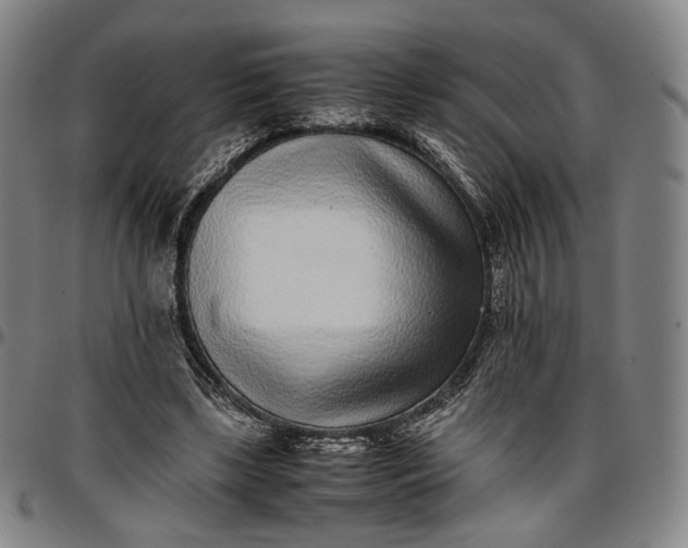 X0000096650443200802191246