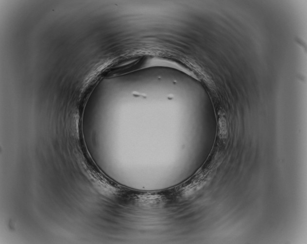 X0000096650446200802191246
