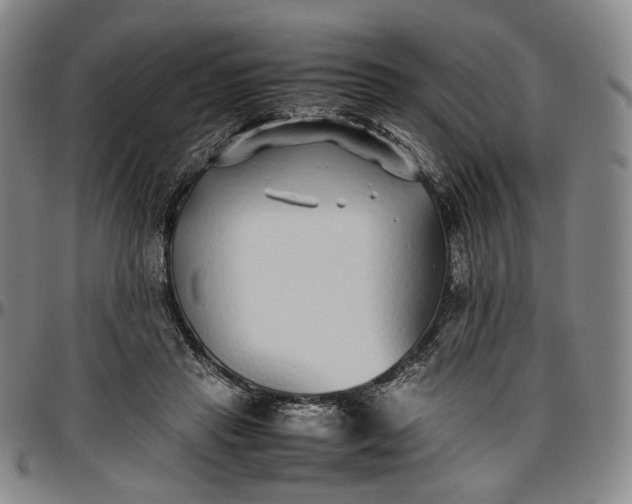 X0000096650453200802191246