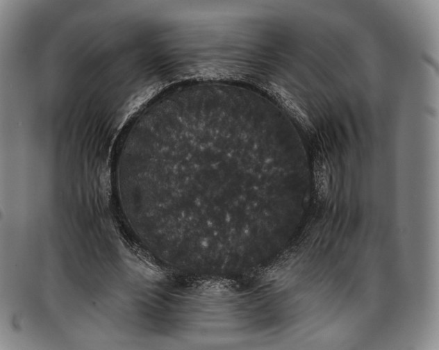 X0000096650488200802191246