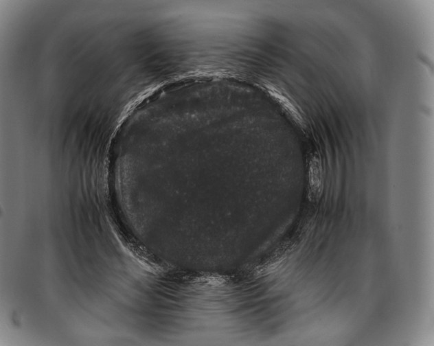 X0000096650492200802191246