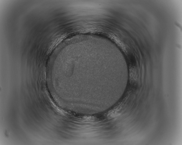 X0000096650493200802191246