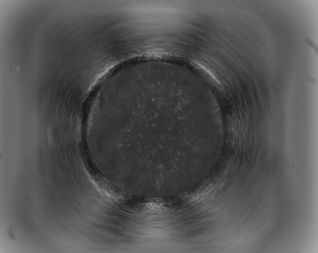 X0000096650496200802191246