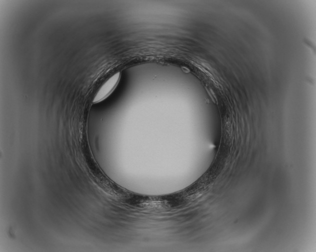 X0000096650499200802191246