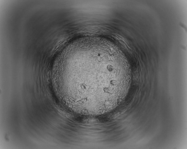 X0000096650503200802191246