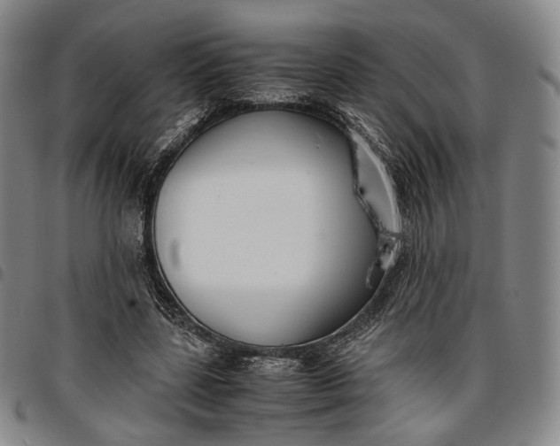 X0000096650539200802191245