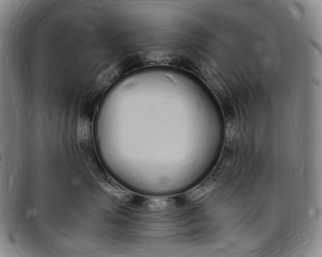X0000096650623200802191244