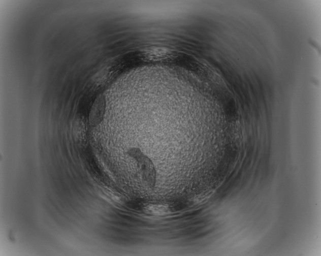 X0000096650653200802191244