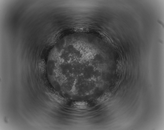 X0000096650659200802191244