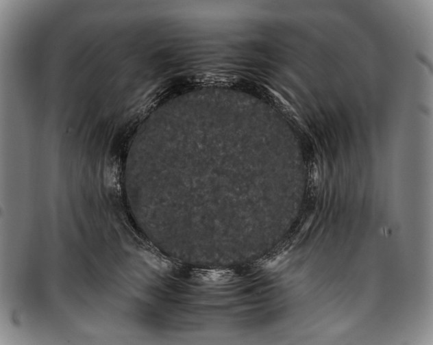 X0000096650663200802191244