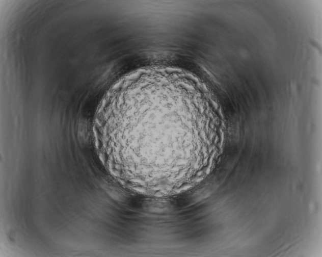 X0000096650671200802191244