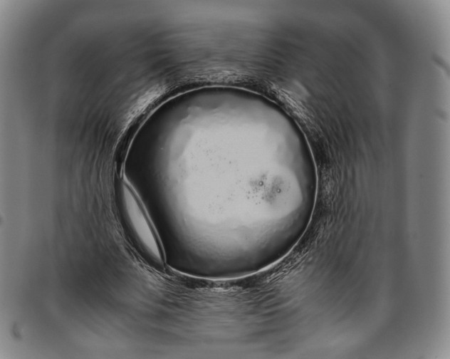 X0000096650679200802191243