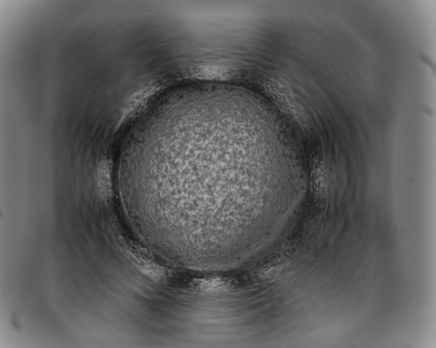 X0000096650688200802191243