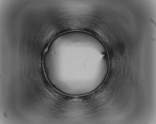 X0000096650691200802191243