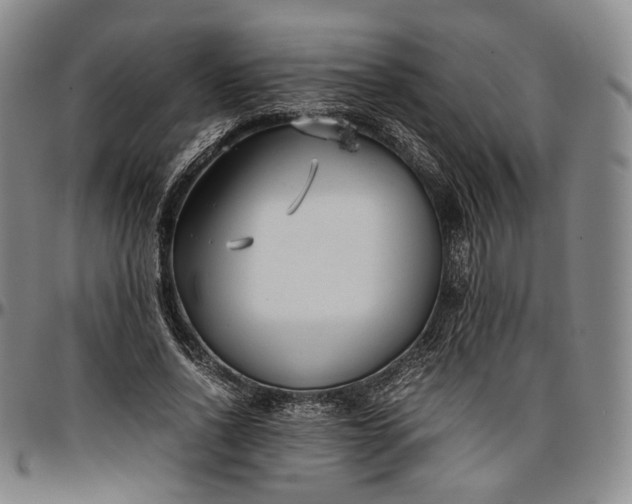 X0000096650734200802191242