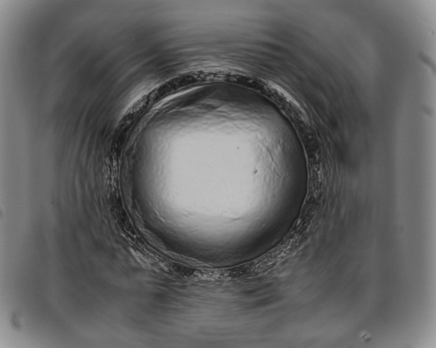 X0000096650775200802191242