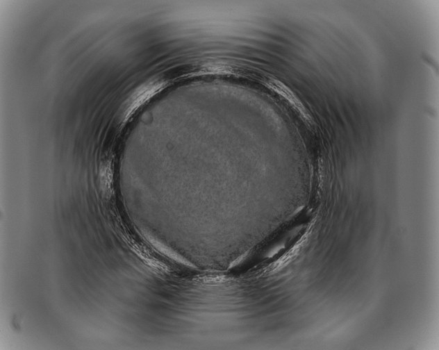 X0000096650826200802191240