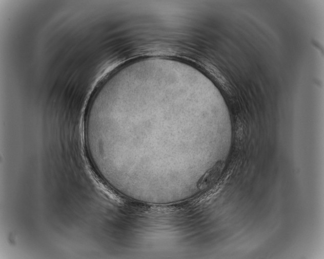X0000096650840200802191241
